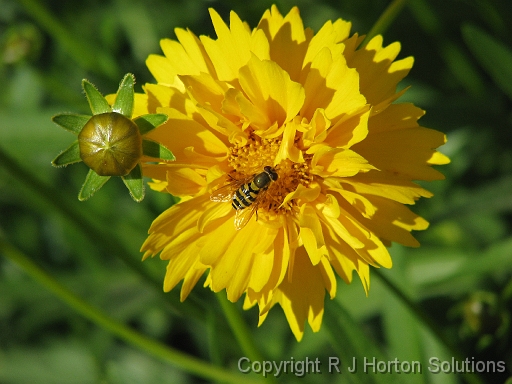 Coreopsis Double Bee